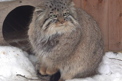 Манул вышел на прогулку и не обрадовался снегу
