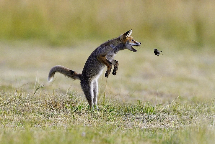 Прыгать кроты не могут — это лиса играет с жертвой | Источник: NATURE PL / LEGION-MEDIA