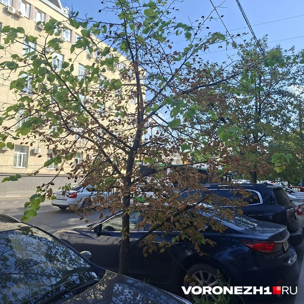 Источник: читательница Voronezh1.ru