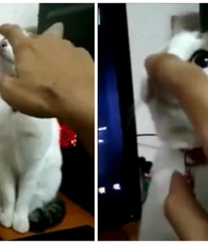 Кот, который «сломался», озадачил Интернет (видео)