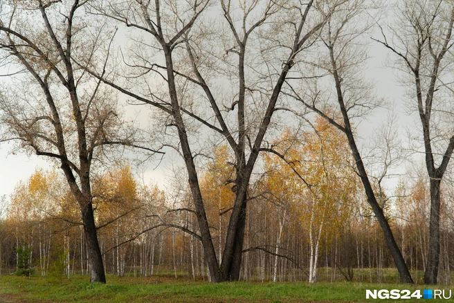 Медведя ищут на острове в центре Красноярска | Источник: Никита Шайхутдинов / NGS24.RU