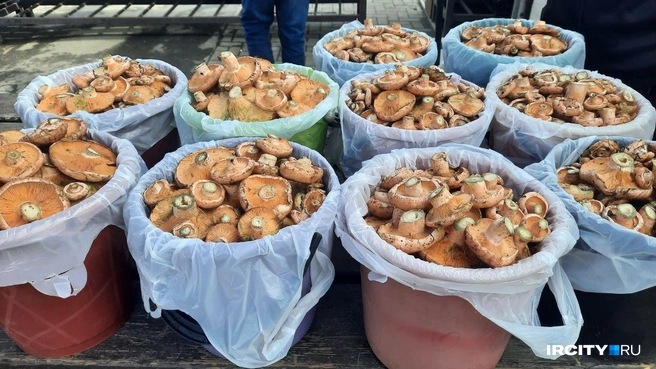 А этот — из Баяндаевского района | Источник: Виктор Лучкин / «ИрСити»