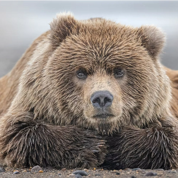 Источник: Barbara Case / The Artist Gallery Awards&nbsp;— Wildlife 2025