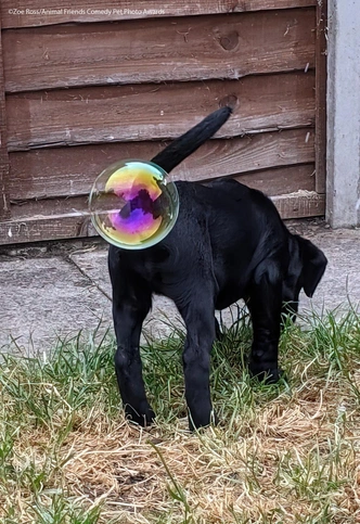 Источник: Comedy Pet Photography Awards