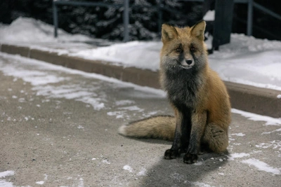 Rabies Outbreak in Samara Linked to Fox in Building