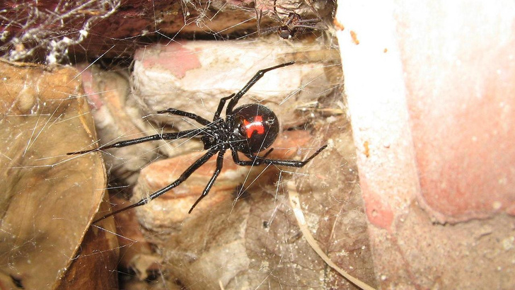 Разработано эффективное противоядие от токсина паука черная вдова
