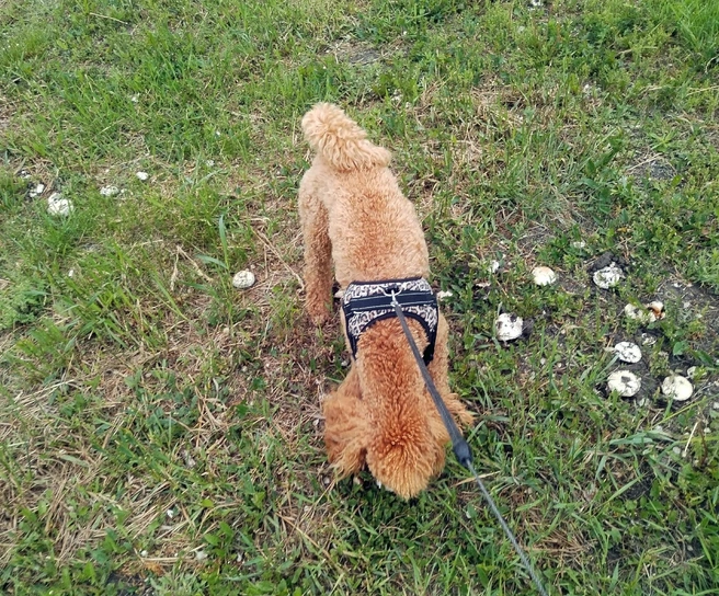 Шампиньоны растут даже в городе | Источник: Николай Николаев / «Грибы. Грибники Омска и Омской области» / Vk.com