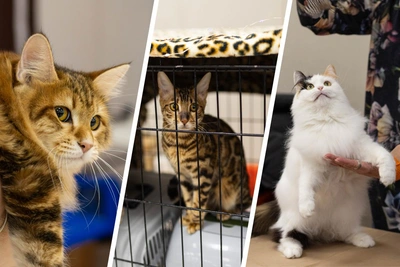 В Ярославле прошла выставка кошек: фото умилительных питомцев