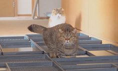 Смогут ли коты пройти коридор, пол которого заставлен контейнерами с водой? (Видео)