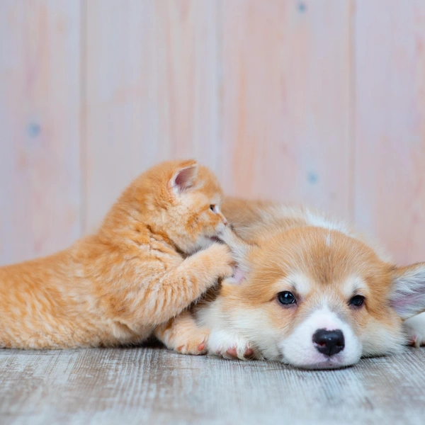 Источник: Shutterstock/Fotodom.ru