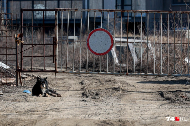 Собака покусала маленькую девочку | Источник: Наталья Лапцевич / 74.RU