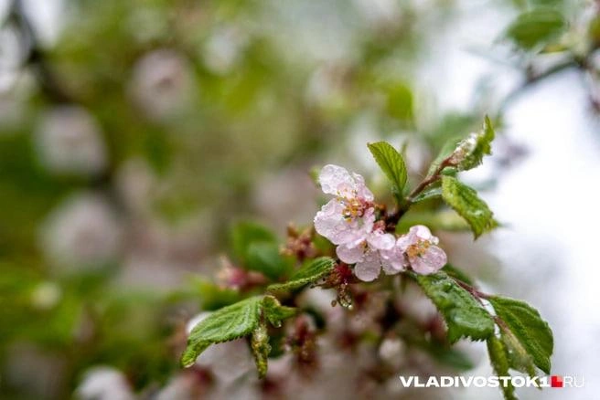 Начало недели начнется с кратковременных гроз | Источник: Елена Буйвол / VLADIVOSTOK1.RU