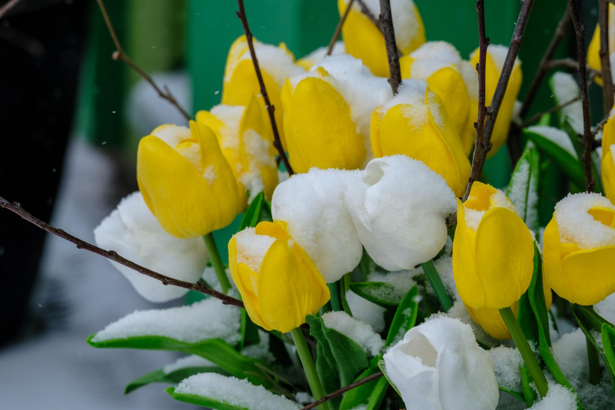 Тюльпаны в снегу: как уфимцы судорожно бегают в поисках подарков в преддверии 8 Марта