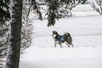 Forecasters issue Irkutsk weather forecast for real Siberian winter
