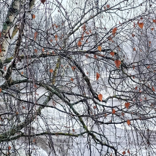 Источник: Нижний № 1 / t.me