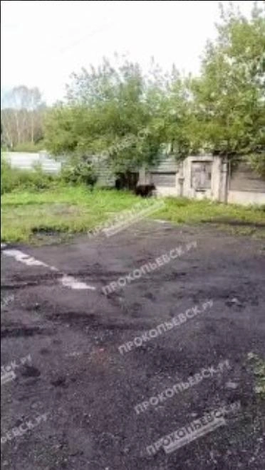 Источник: Прокопьевск.РУ /t.me/prokopievsk_ru