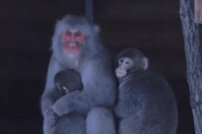 Морозостойкие макаки в зоопарке Петербурга