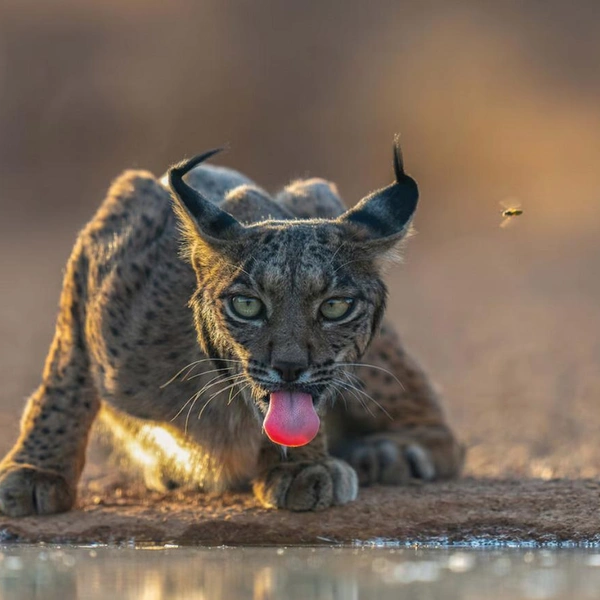 Фотография с рысью и пчелой попала в финал конкурса National Geographic Traveller (UK) Photography Competition 2025 | Источник: Hari Kumar Prasannakumar / National Geographic Traveller (UK) Photography Competition 2025