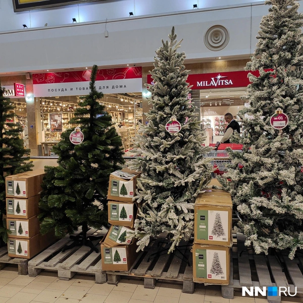 Расцветки елей тоже различаются | Источник: Наталья Бурухина / NN.RU