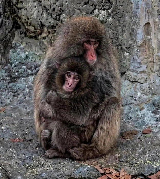 Источник: соцсети / Japan Zoo Story