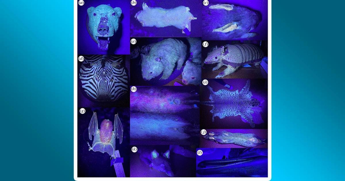 Cats glow. Утконос светится в ультрафиолете. Минералы в ультрафиолете. Мех утконоса светится в ультрафиолете. Розетка светится в темноте почему