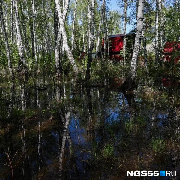 Под воду ушел и лес рядом с дачей Людмилы Попович | Источник: Евгений Софийчук / NGS55.RU
