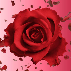 Гадаем на красных розах: когда закончится твое одиночество? 🌹