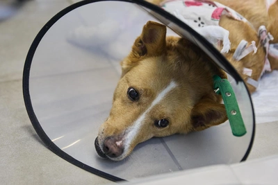 Deputies Propose Confiscating Animals from Cruel Owners