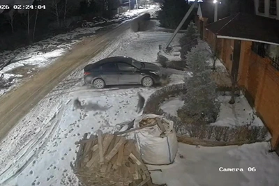 Стаи бродячих собак атакуют поселок на севере Волгограда