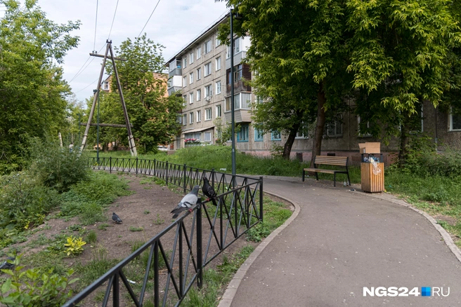 Голуби в целом довольны | Источник: Мария Ленц / NGS24.RU