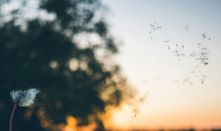 Ветер тоже не всегда сразу справляется со своей задачей  | Источник: Jamie Street via Unsplash