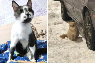 Новогоднее чудо для мурманских кошек