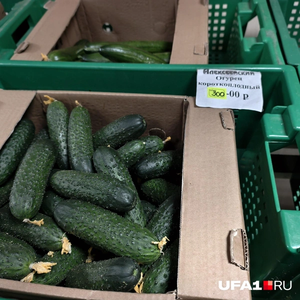 Источник: Булат Салихов / UFA1.RU