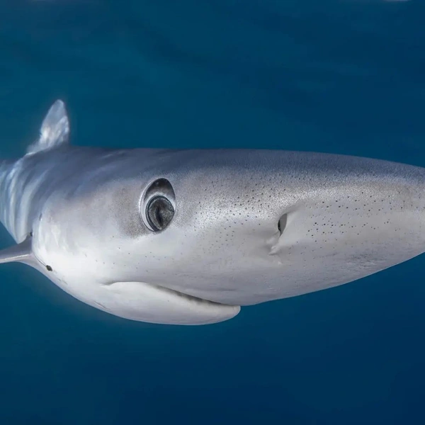 Финалист в номинации British Isles. Синяя акула (Prionace glauca) | Источник: Colin Garrett / Shark Photographer of the Year 2025