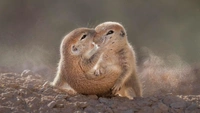 15 самых смешных фото за всю историю конкурса Nature Photographer of the Year
