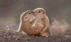 15 самых смешных фото за всю историю конкурса Nature Photographer of the Year
