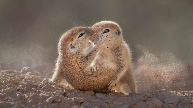 15 самых смешных фото за всю историю конкурса Nature Photographer of the Year