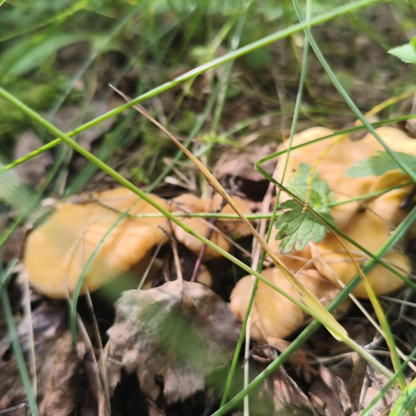 Источник: «Грибы и грибники Екатеринбурга и Свердловской области» / Vk.com