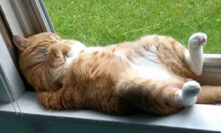 Очень смешные и милые коты, которые показывают живот (25 фото)