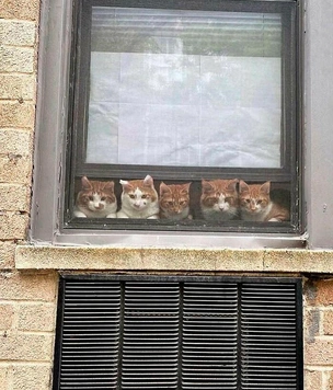 Смешные и загадочные коты в окнах