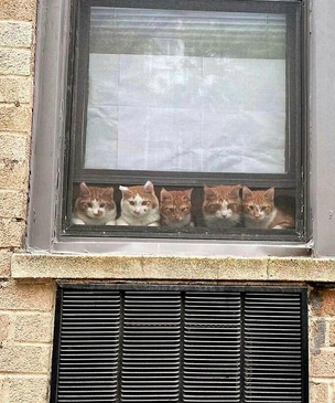 Смешные и загадочные коты в окнах