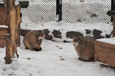 Манулов рассадили по парам из-за брачного сезона