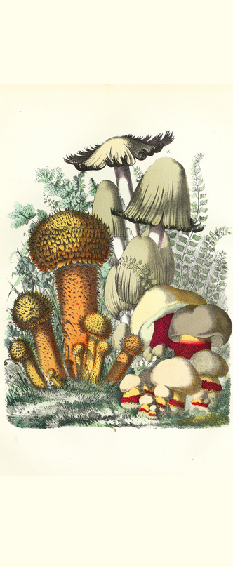 Боги, люди и поганки: как грибы заняли уникальное место не только в биосфере планеты, но и в истории цивилизации