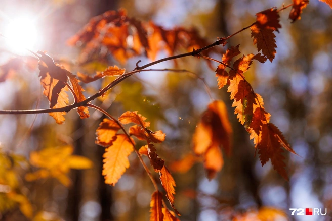 Источник: Ирина Шарова / 72.RU