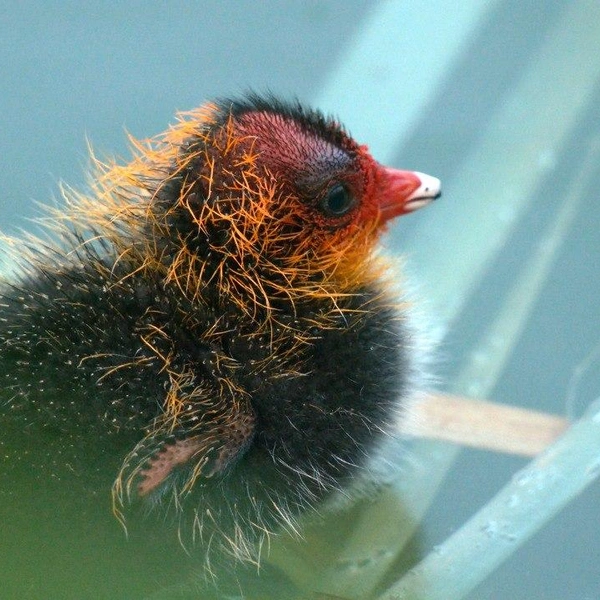 В Петербурге зацвели пернатые одуванчики — лысухи постарались  | Источник: Каждой твари по паре | Павел Глазков | Животные, природа, Санкт-Петербург, Ленобласть