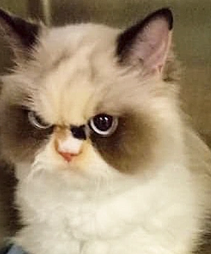 Знакомься: новый Grumpy Cat, кошка по кличке Мяу-Мяу (фото)