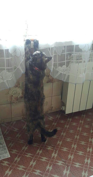 «Холодно, сидите дома. Проверено, Василиса… | Источник: читательница NGS24.RU Елена