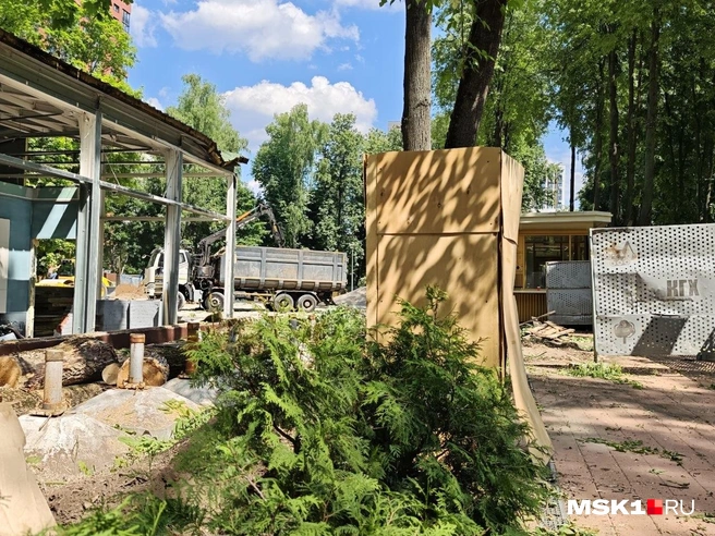 Такой вид открывается, если заглянуть в щель между строительными ограждениями. Эту липу, вероятнее всего, снесут — хотя она относится к Аллее Победы | Источник: Анастасия Харитонова / MSK1.RU