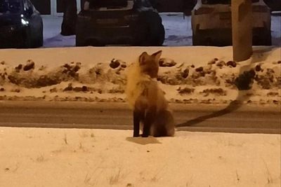Добровольцы и лиса-предвестник спасли человека в тольяттинский мороз