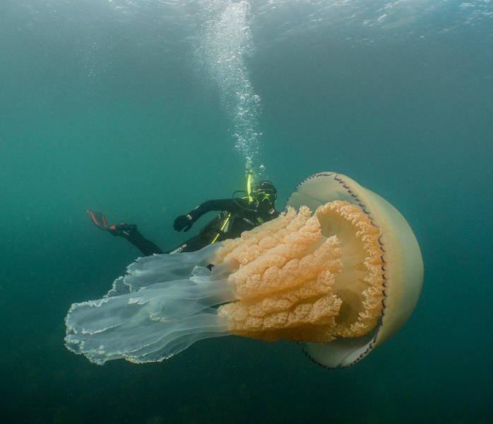 Медуза размером с человека попала в кадр